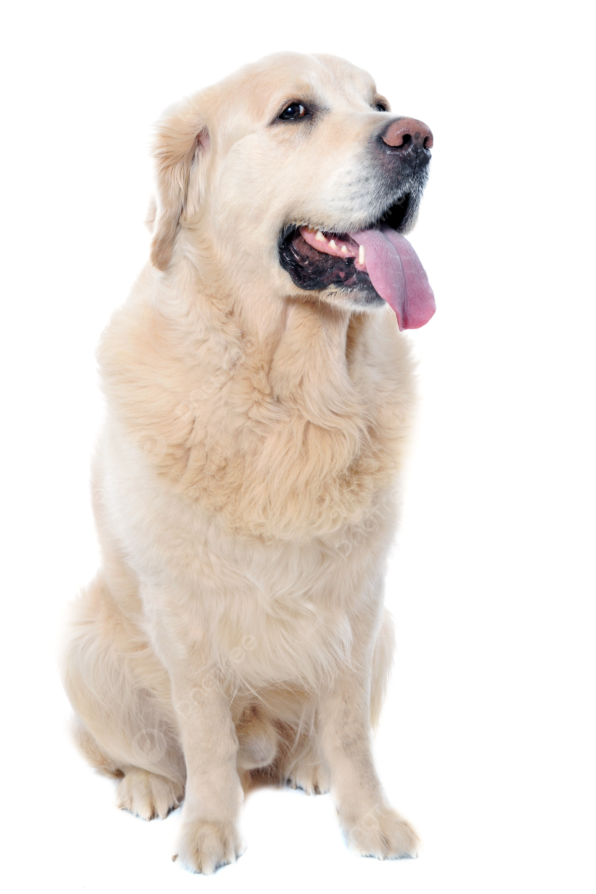 Fondo golden retriever perro perdiguero de pura raza uno foto e imagen para dcarga gratuita