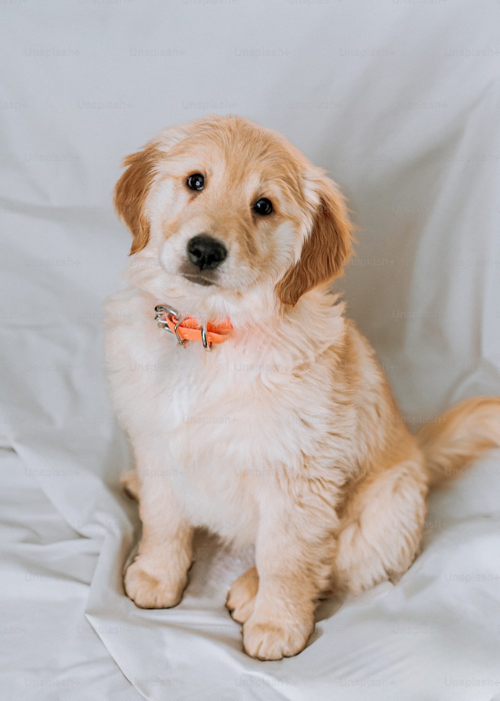 Imãgenes de perro golden retriever descarga imãgenes gratuitas en