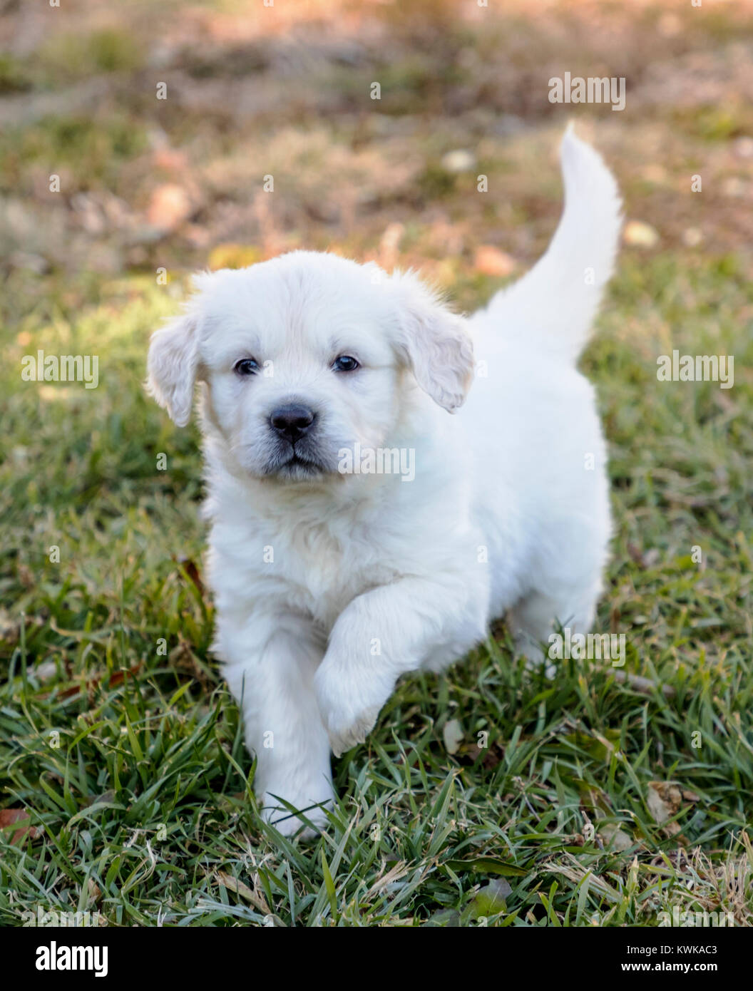 Perro perdiguero de oro de raza pura fotografãas e imãgen de alta roluciãn
