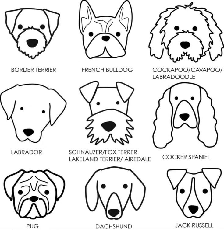 Ð cãmo dibujar un perro paso a paso fãcil y bonito como dibujar un perro perritos para dibujar dibujo de perro