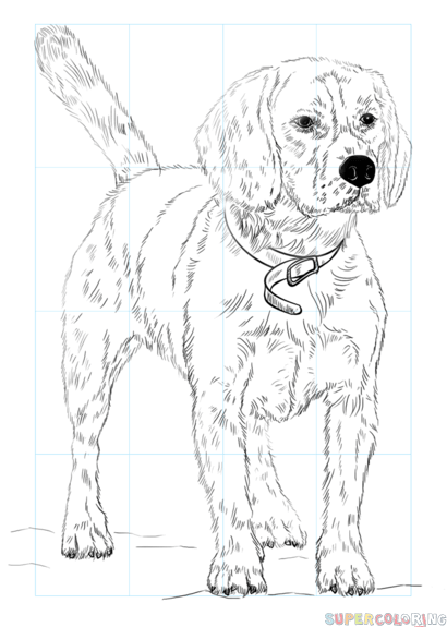 Cãmo dibujar un perro beagle tutorial de dibujo paso a paso