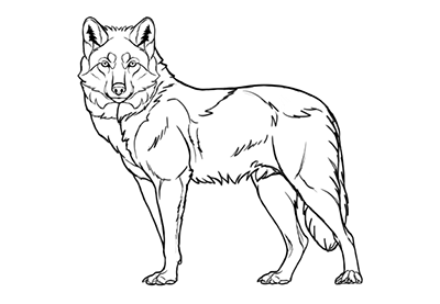 Aprende cãmo dibujar animales perros y lobos y su anatomãa envato tuts