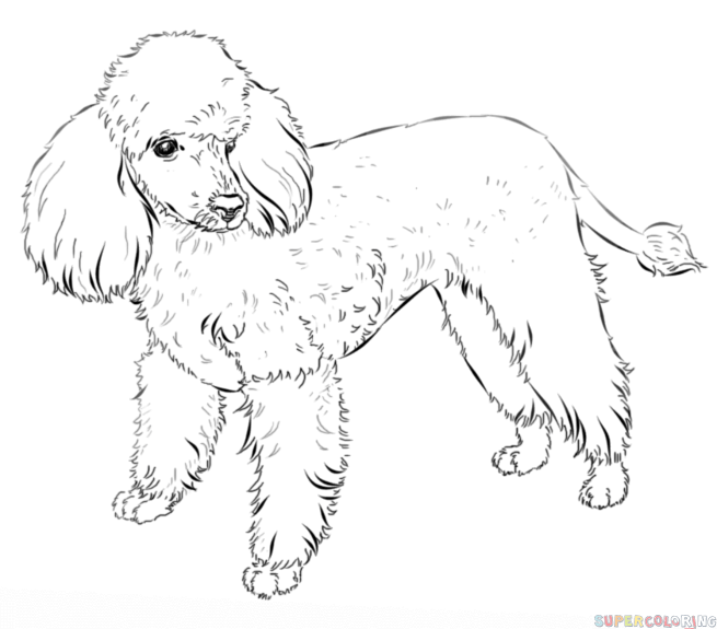 Cãmo dibujar un caniche francãs tutorial de dibujo paso a paso