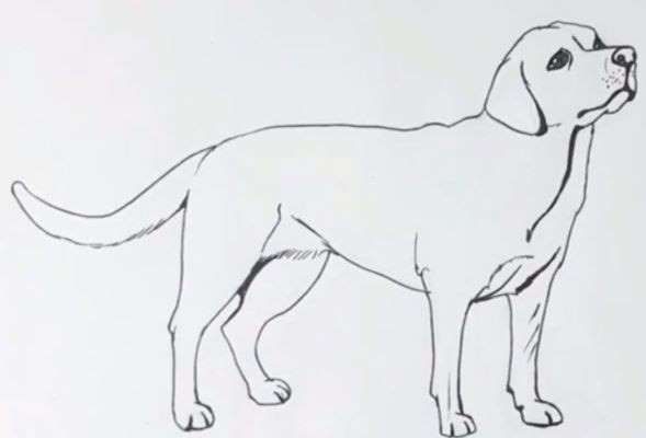Aprende cãmo dibujar un perro labrador paso a paso como dibujar un perro perro labrador perros