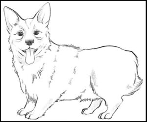 Dibujo facil de perros corgi