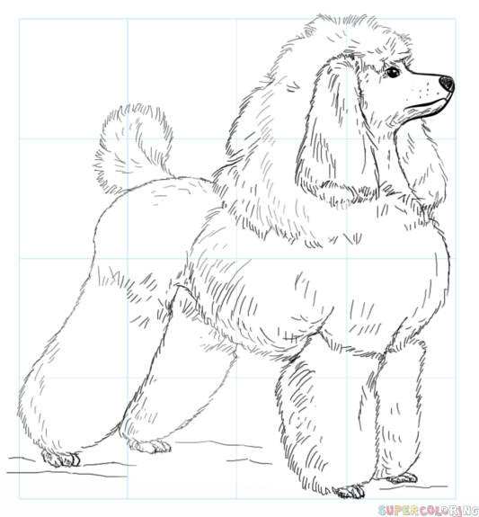 Cãmo dibujar un caniche tutorial de dibujo paso a paso