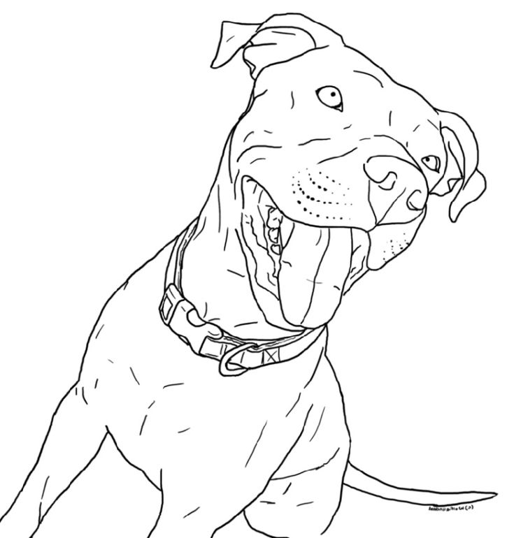 Pitbull coloring pag puppy coloring pag dog coloring page pitbull colors