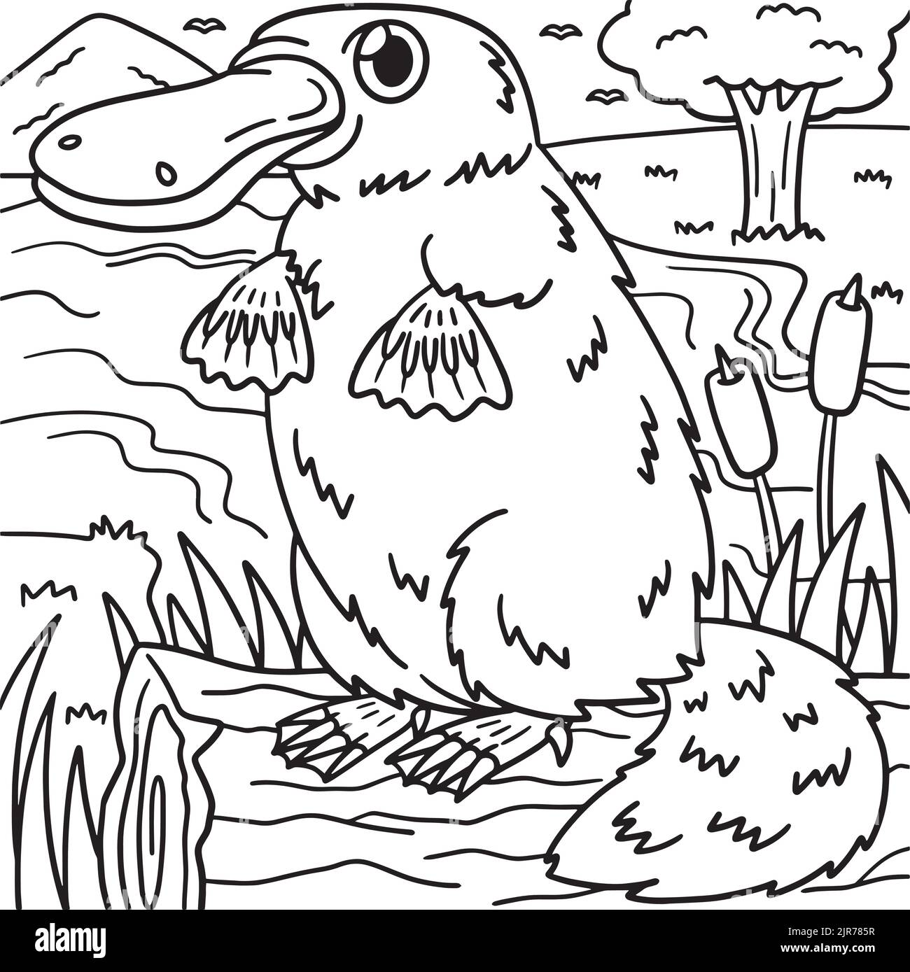 Platypus black and white stock photos images