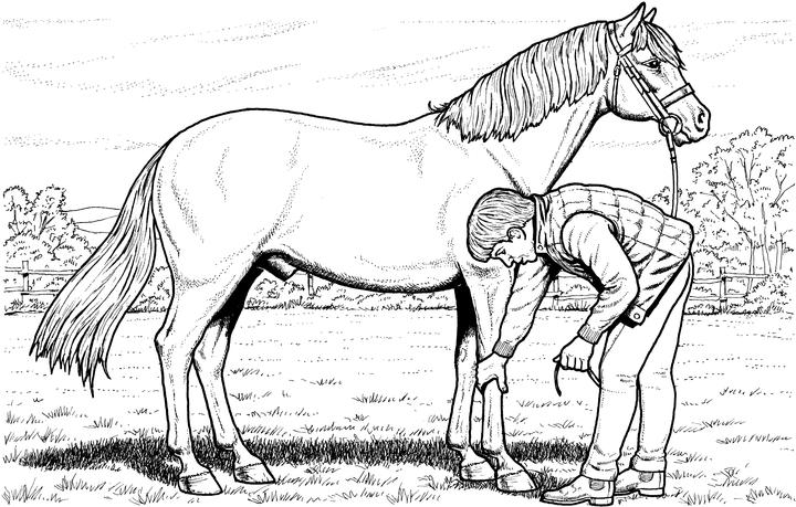 Free horse coloring pages