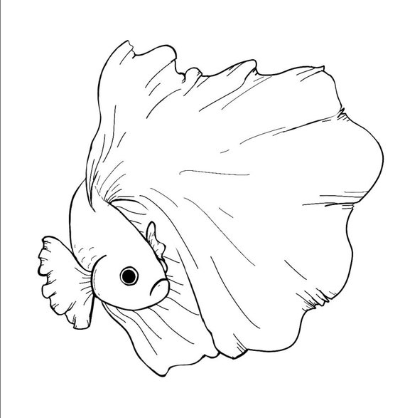 Instant download coloring page betta fish page pdf