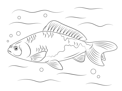 Wakin goldfish coloring page free printable coloring pages