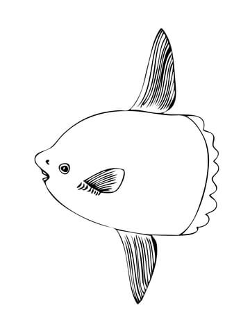 Sunfish coloring page free printable coloring pages