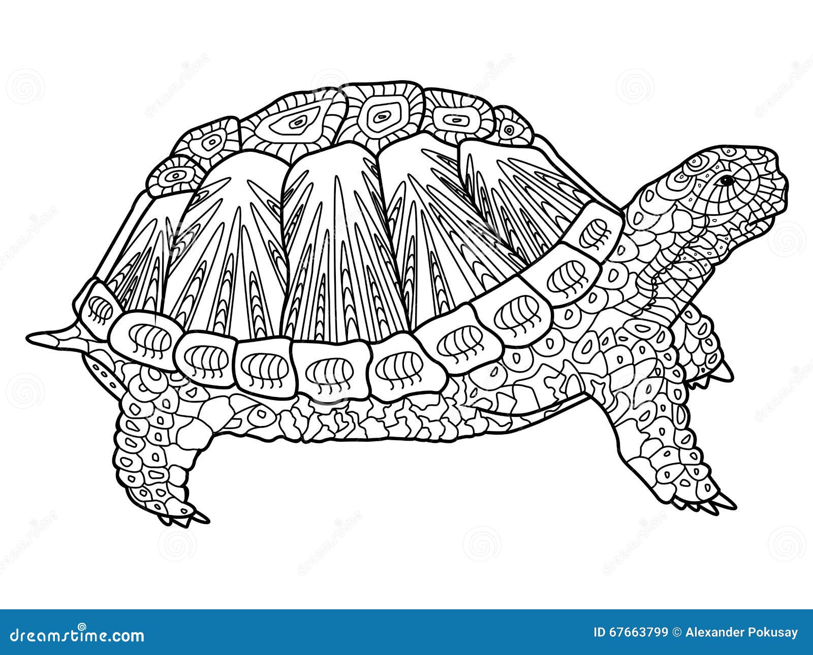 Turtle coloring book for adults vector stock vector