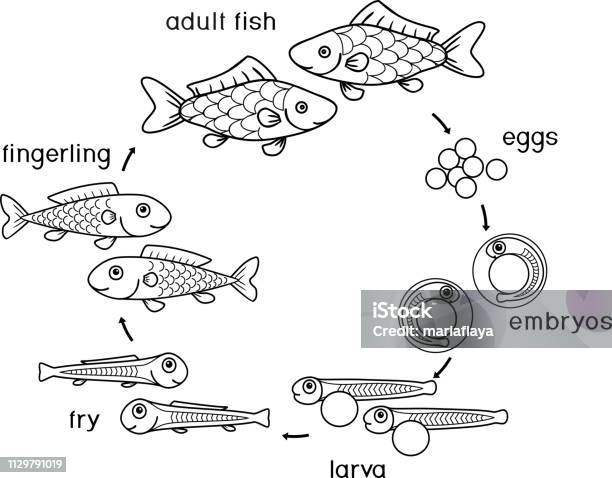 Coloring page with life cycle of fish sequence of stages of development of fish from egg to adult animal stock illustration