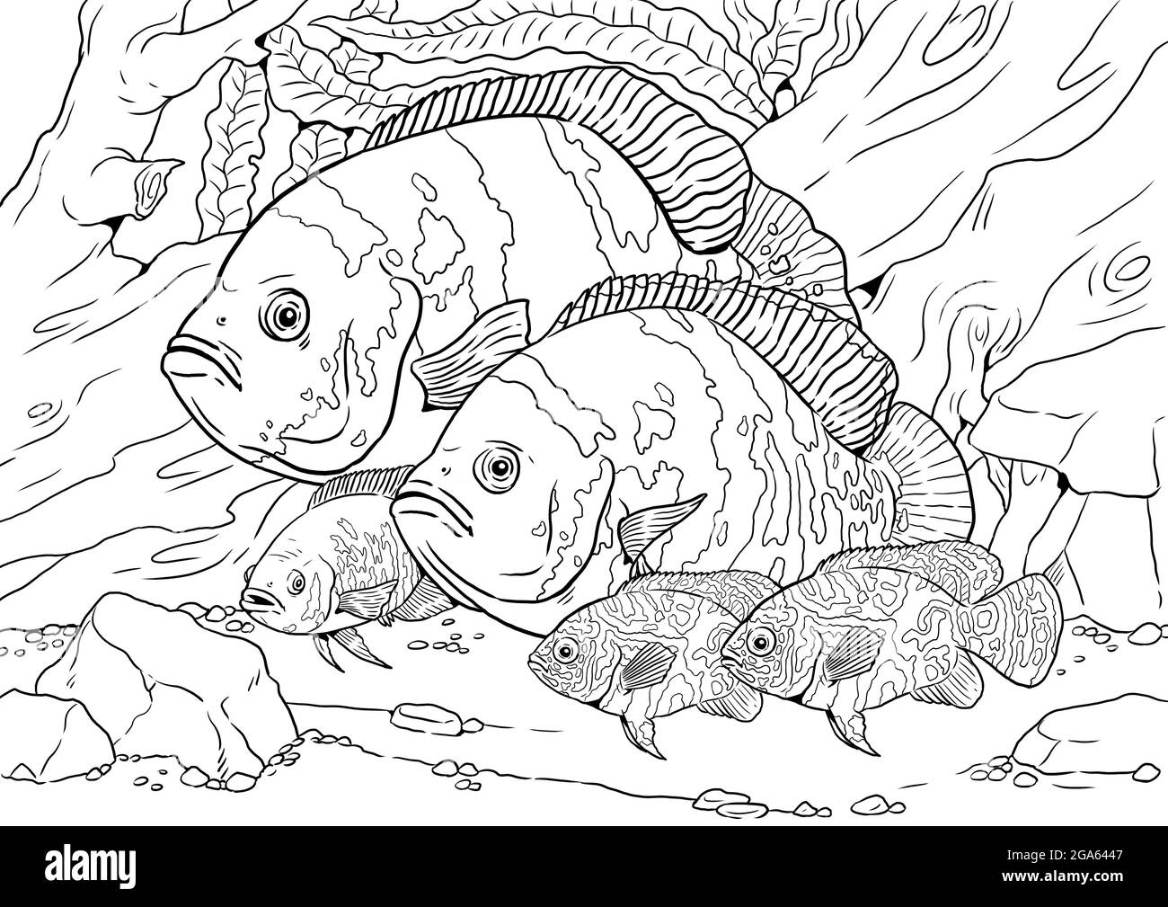 Acuario con gran oscar cãclido para colorear pec de color con dcendencia dibujo para colorear libro fotografãa de stock