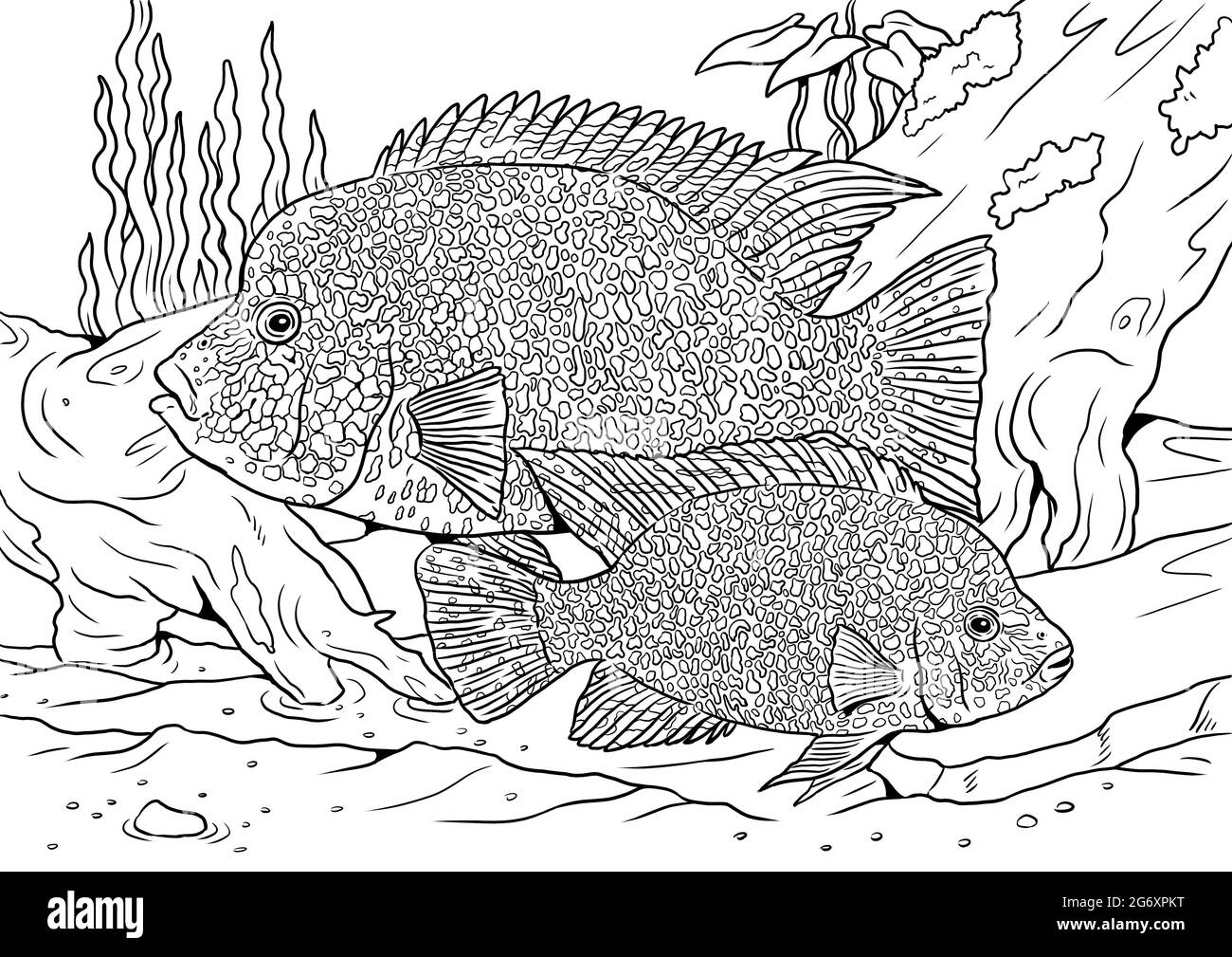Acuario con tapa de texas para colorear plantillas de pec de color libro para colorear para niãos y adultos fotografãa de stock
