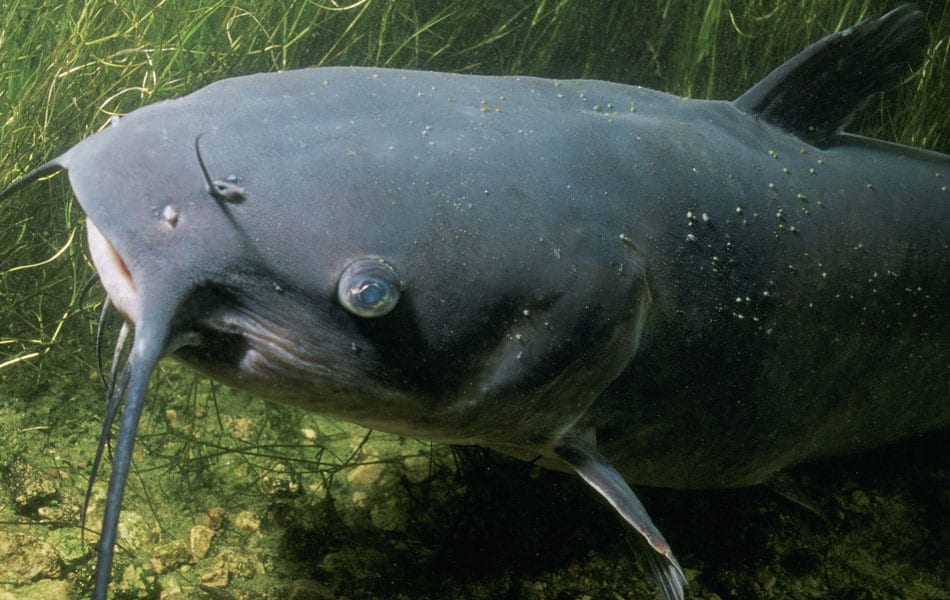 African catfish problems related to feeding