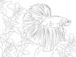 Betta coloring pag for adults coloring pag pãginas para colorear de animal dibujos dibujos para colorear adultos