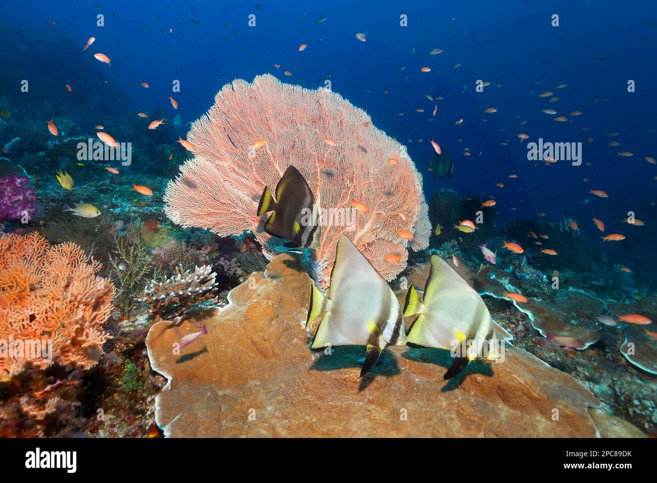 Platax pinnatus fotografãas e imãgen de alta roluciãn