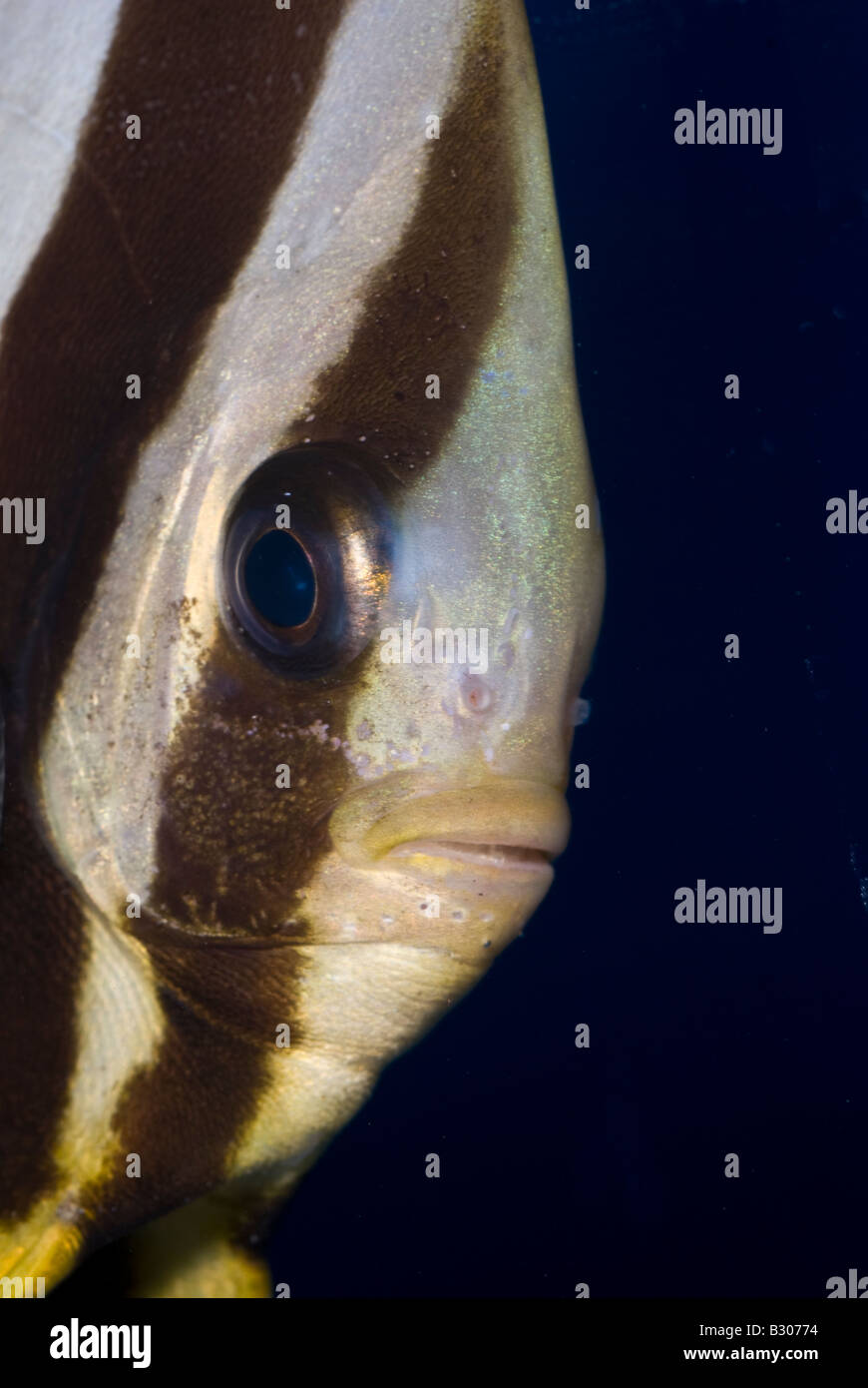 Young platax orbicularis fotografãas e imãgen de alta roluciãn