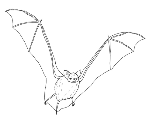 Dibujo de murciãlago moreno para colorear dibujos para colorear imprimir gratis