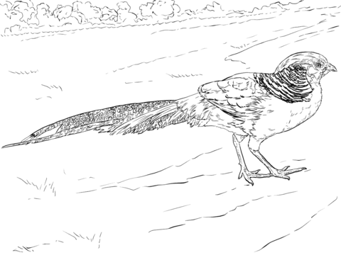 Golden pheasant walking coloring page free printable coloring pages