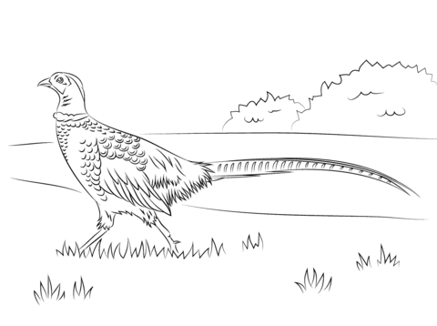 Walking pheasant coloring page free printable coloring pages