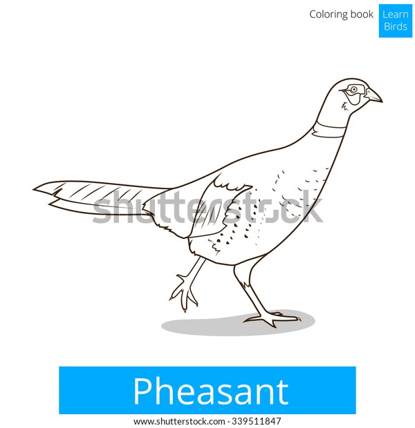 Pheasant learn birds educational game coloring stock vector royalty free
