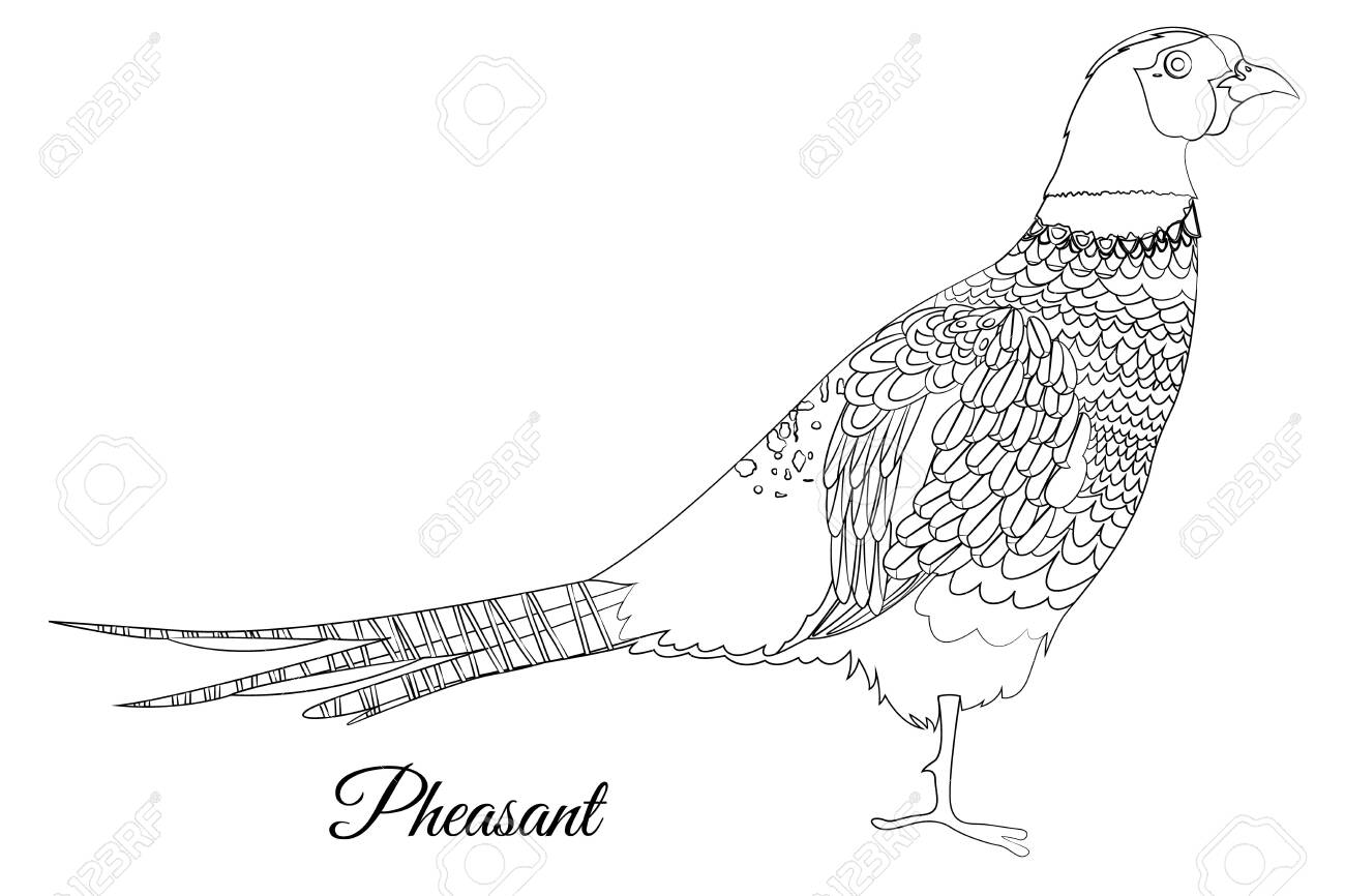 Pheasant bird coloring vector outline image royalty free svg cliparts vectors and stock illustration image