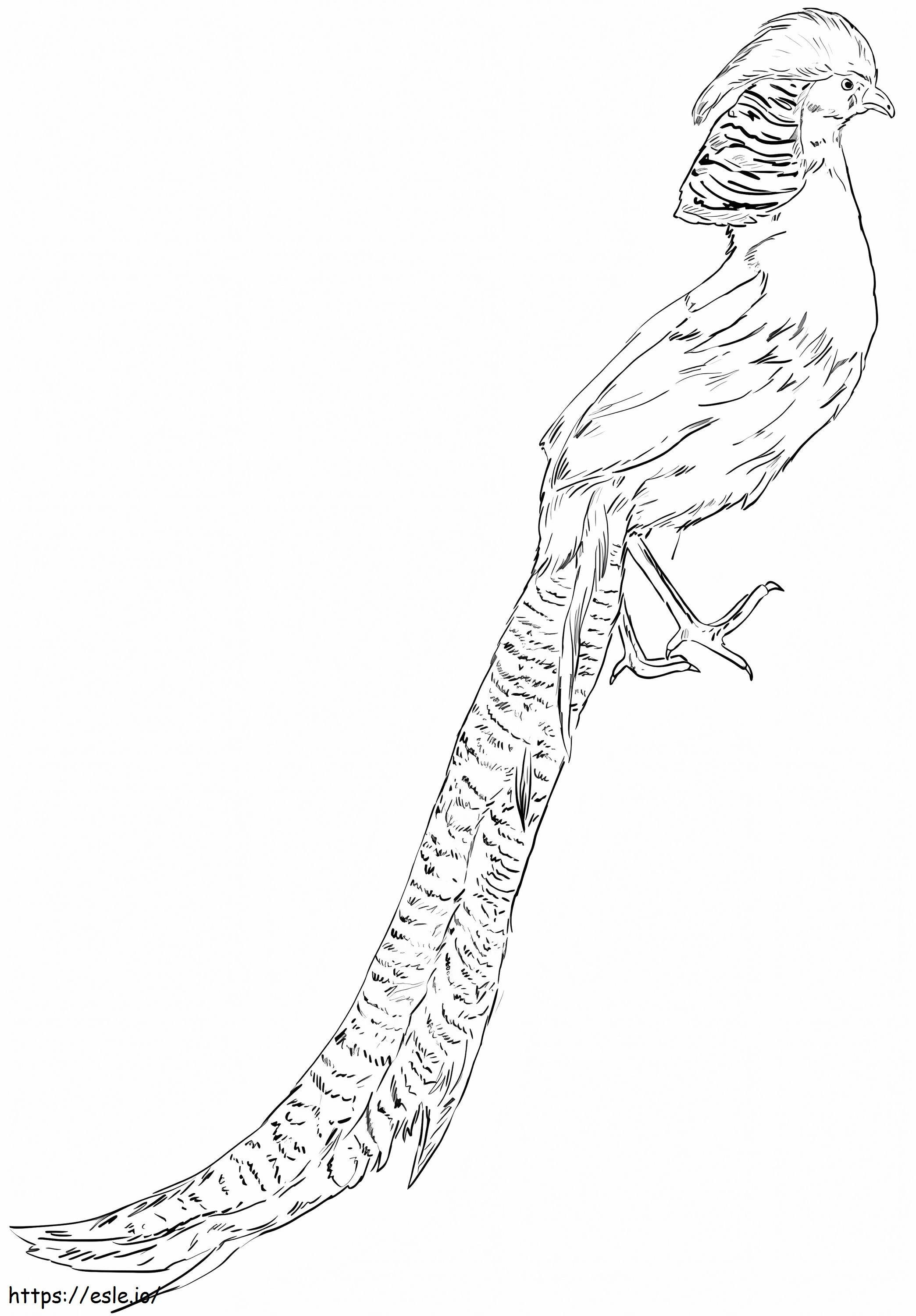 Free golden pheasant coloring page