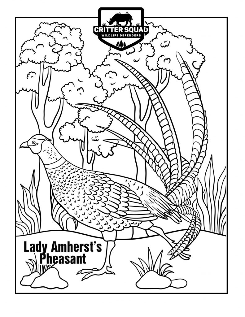 Lady amhersts pheasant coloring page