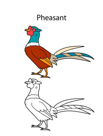 Funny cute bird pheasant isolated on white background linear contour black and white and colored version illustration can be used for coloring book and pictures for children ù ùùø øªøµù ùù ù