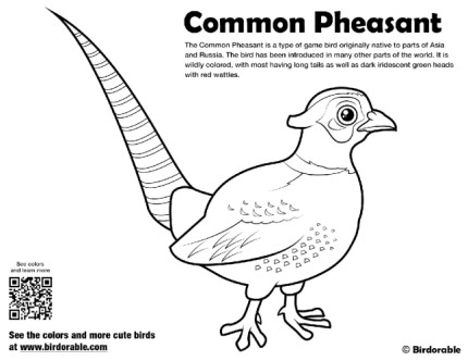 Mon pheasant coloring page by