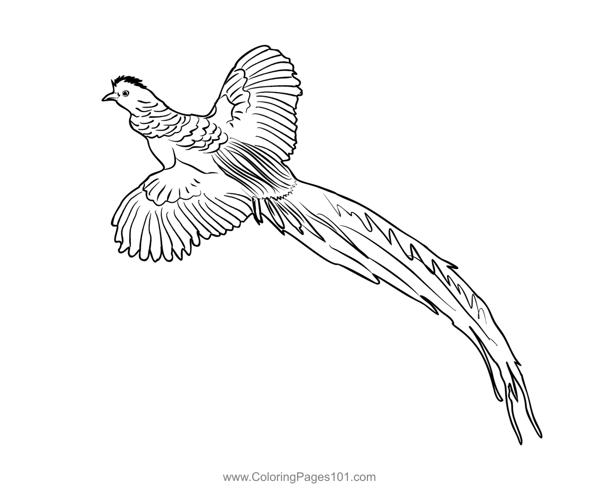 Golden pheasant coloring page for kids