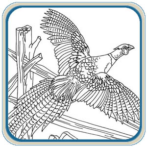Ringed neck pheasants patterns â classic carving patterns â art designs studio