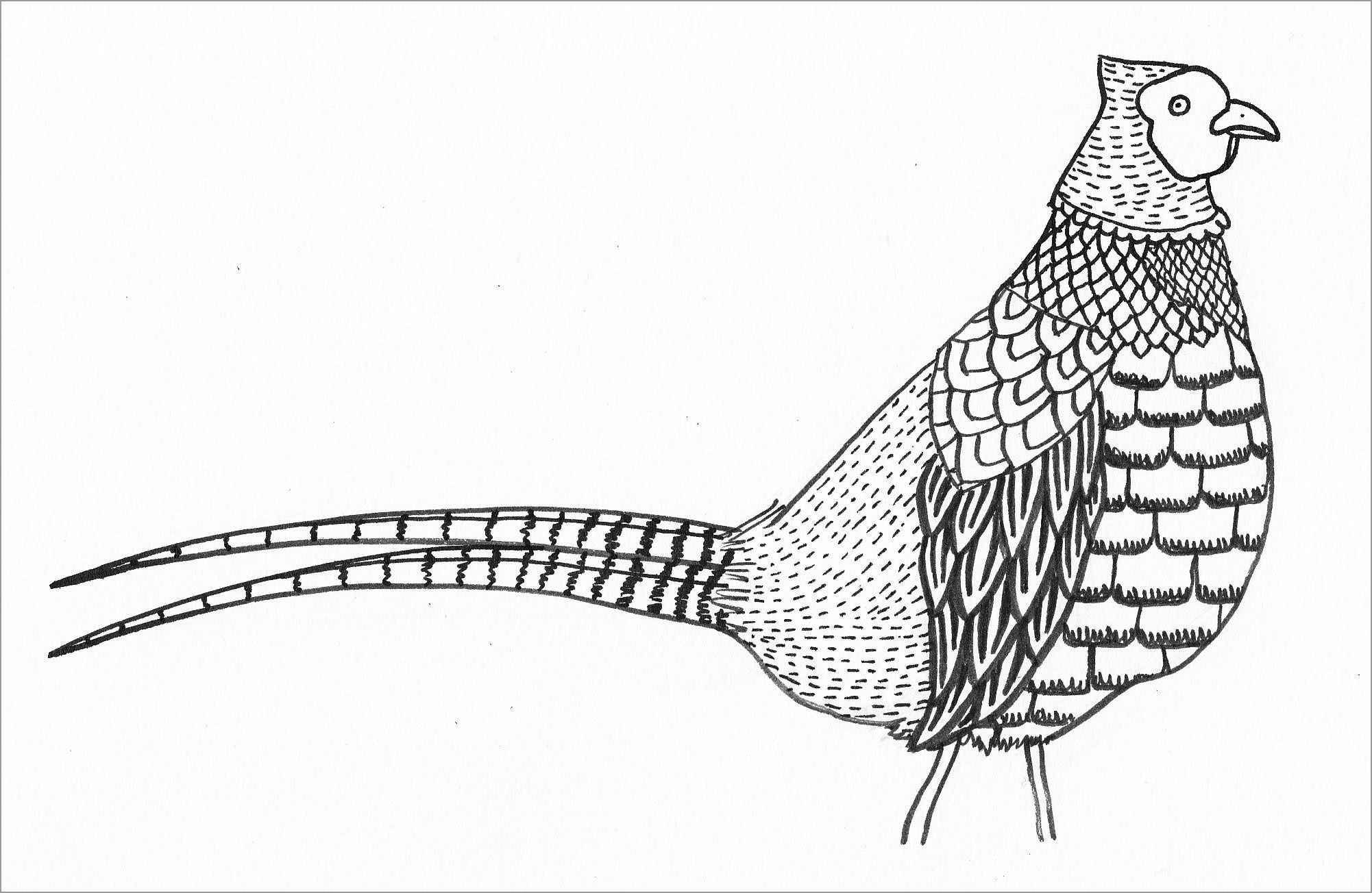 Pheasant coloring pages