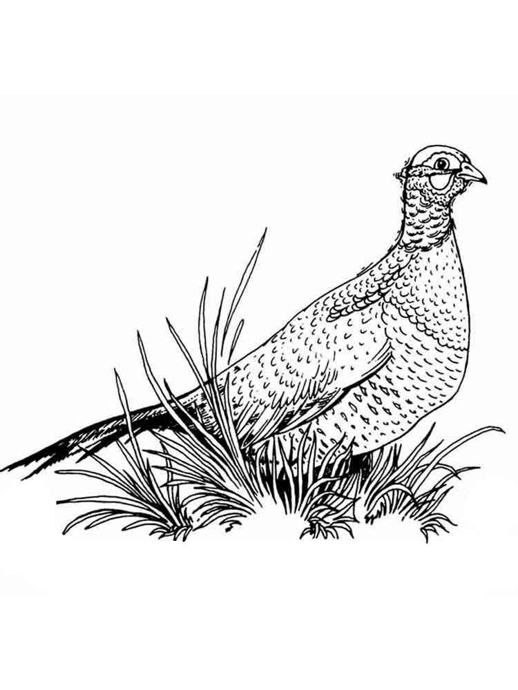 Pheasant coloring pages