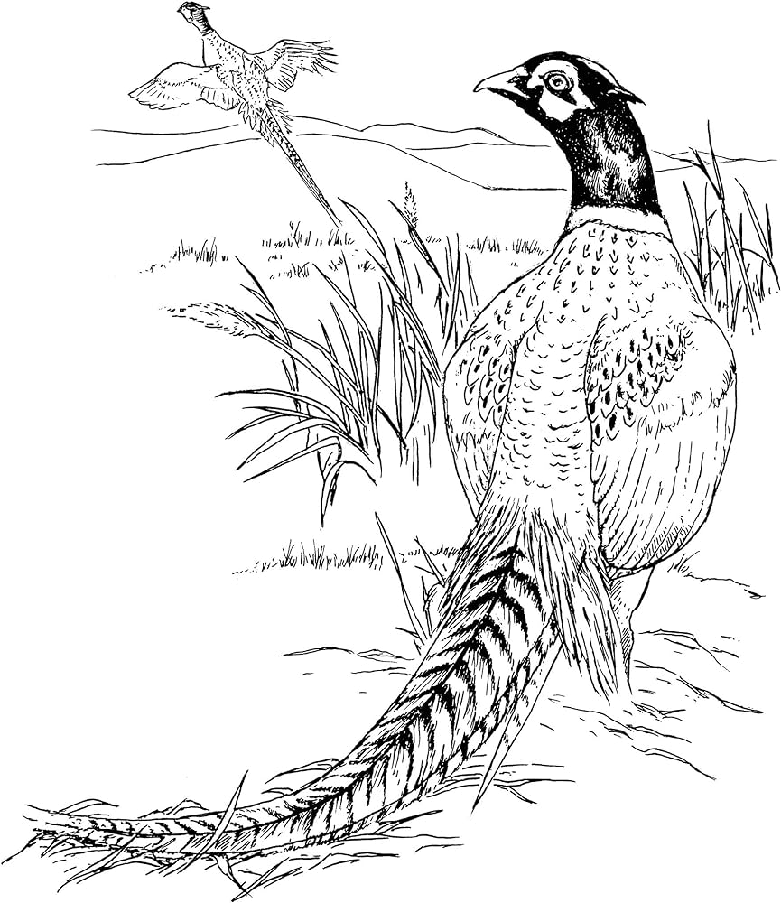 Birdwatchers colorg book dover nature colorg book barlowe books