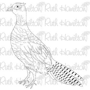 Pheasant ruth hamilton design