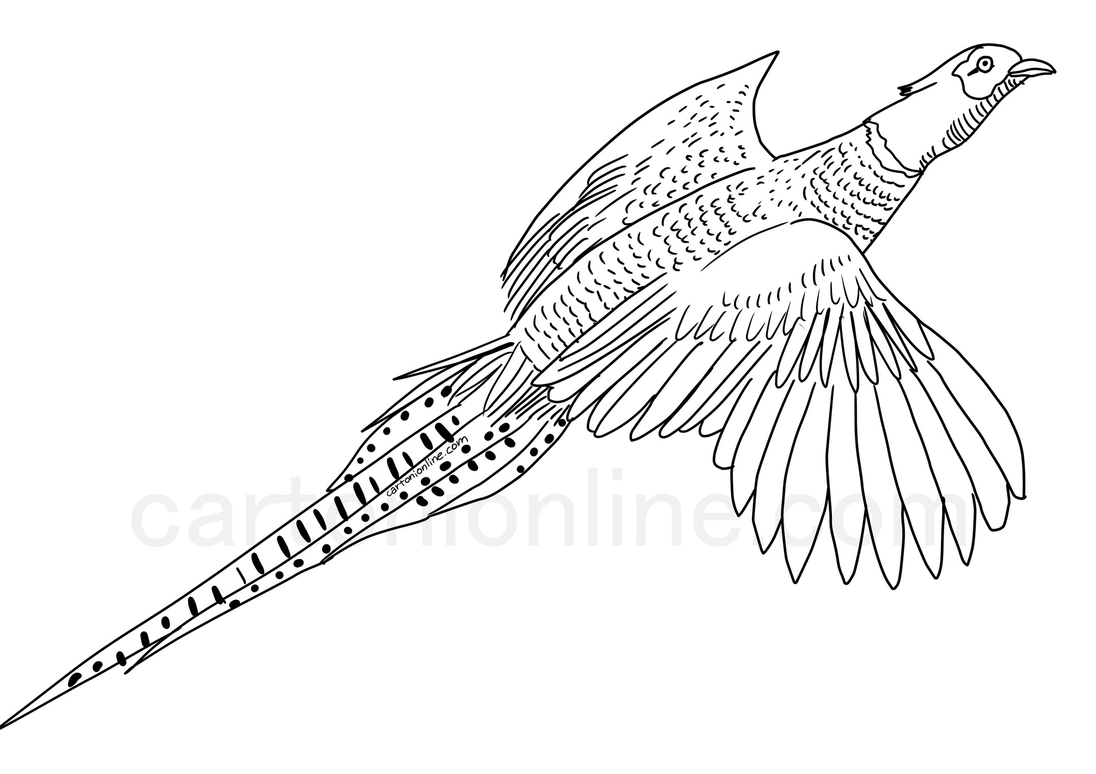 Flying pheasant coloring page