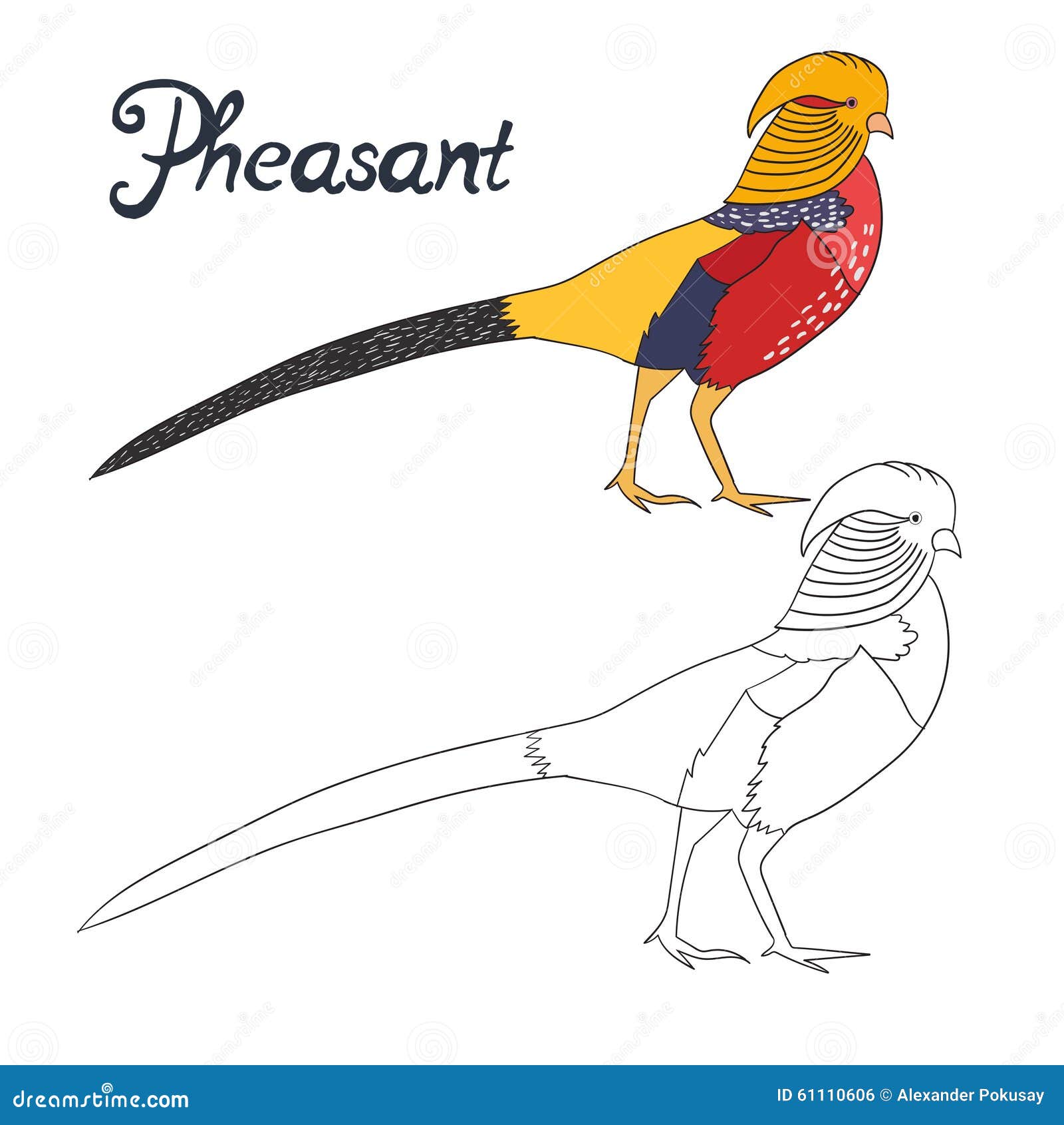 Educational game coloring book pheasant bird stock vector