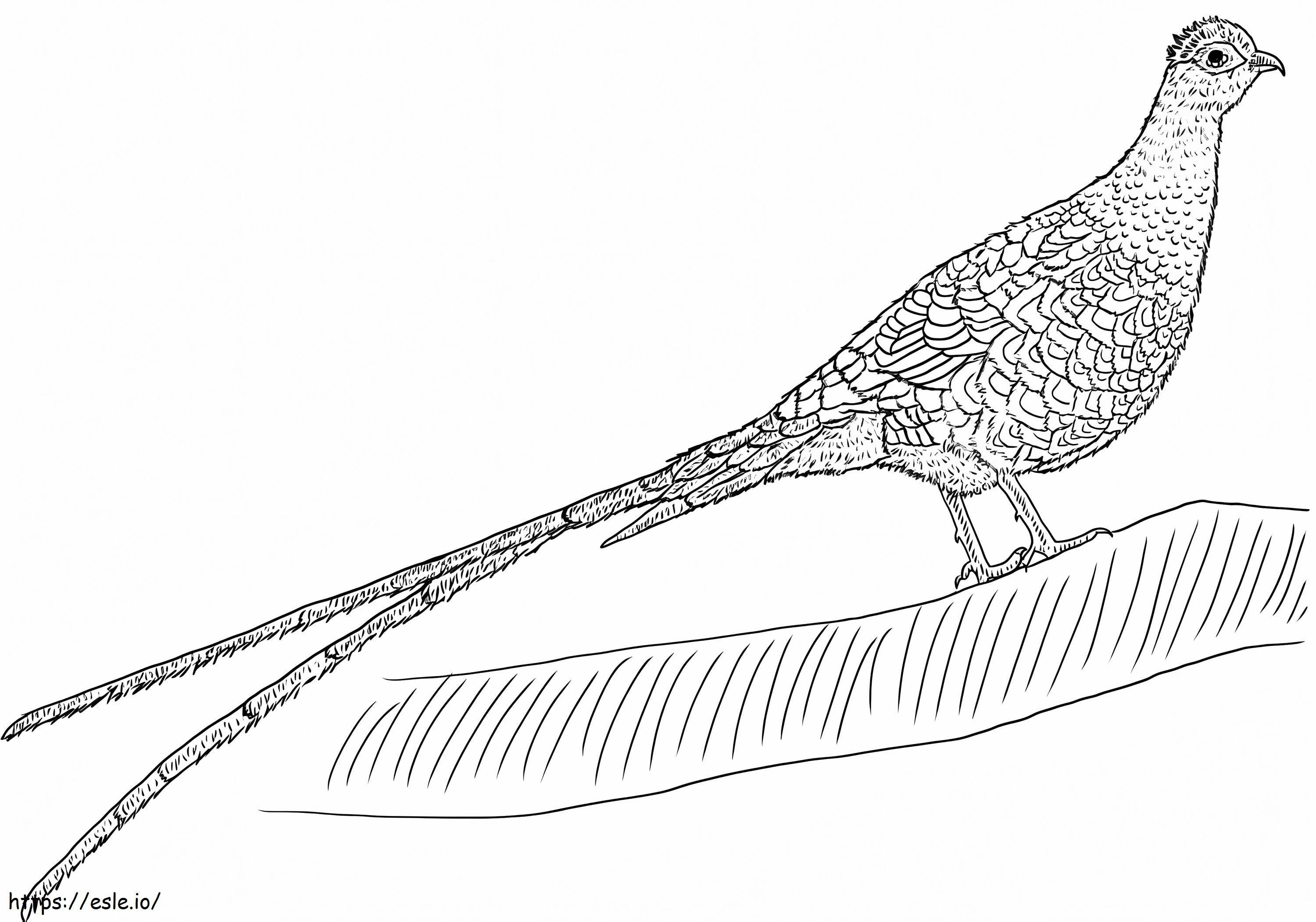 Copper pheasant coloring page
