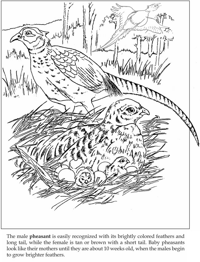 Wele to dover publications