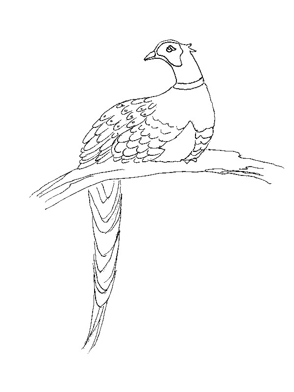 Pheasant coloring page