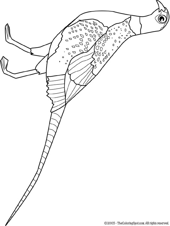Pheasant coloring page audio stories for kids free coloring pages colouring printables