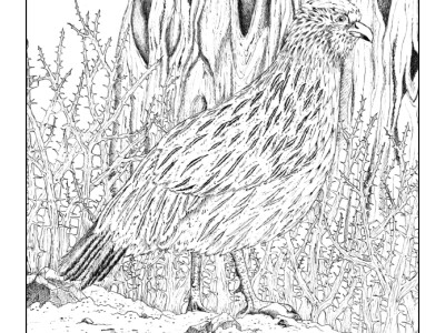 Past organism of the month coloring pages