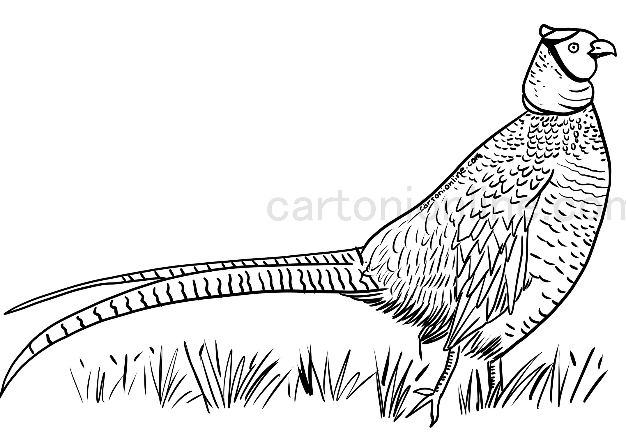 Realistic pheasant coloring page