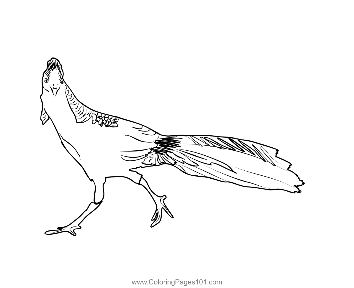 Golden pheasant coloring page for kids