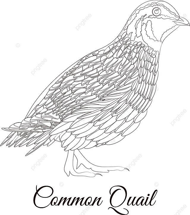 Mon quail bird coloring cartoon outline pheasant vector cartoon outline pheasant png and vector with transparent background for free download