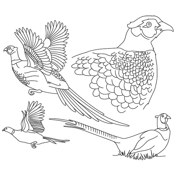 Pheasant sketch svg dxf cutting machine laser cutting designs craft genesis